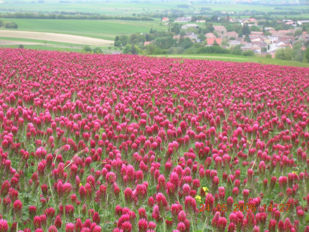 Weinbauernhof Vier Jahreszeiten Staatz Extérieur photo
